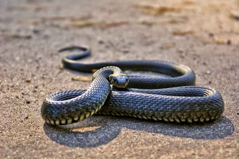 snake Bihar school meal