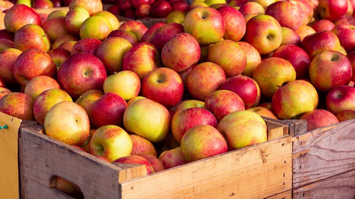 Delhi: Fruit Traders At Azadpur Mandi, Asia’s Largest Mandi, Halt Apple Imports From Turkey