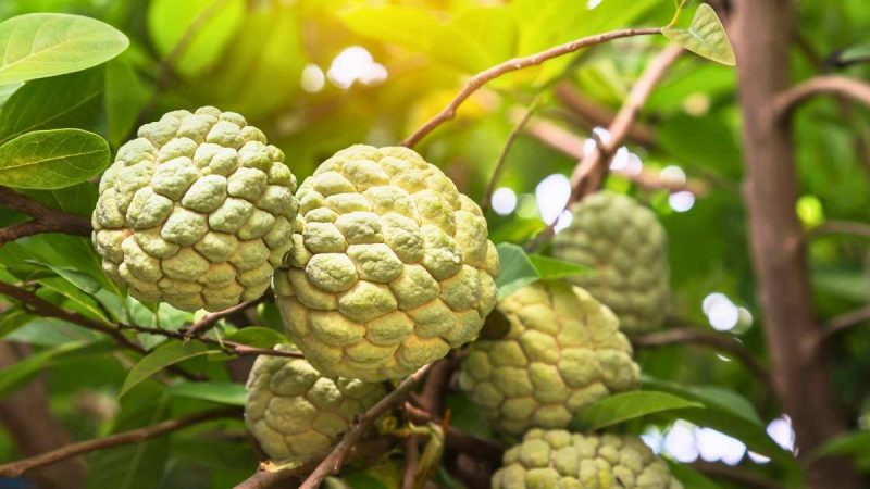 Balanagar custard apple