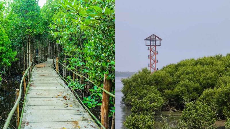 Gorai Mangrove