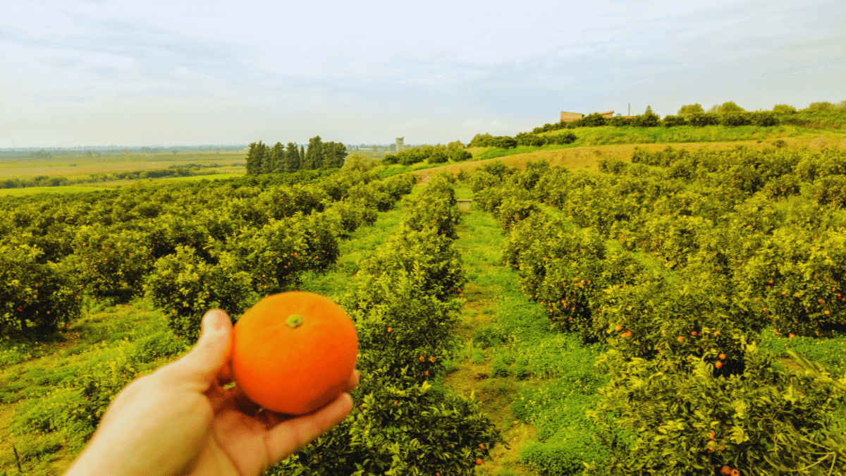 Bring Home The ‘Nagpuri Santras’ By Visiting These Top 5 Orange Orchard Farms In Nagpur