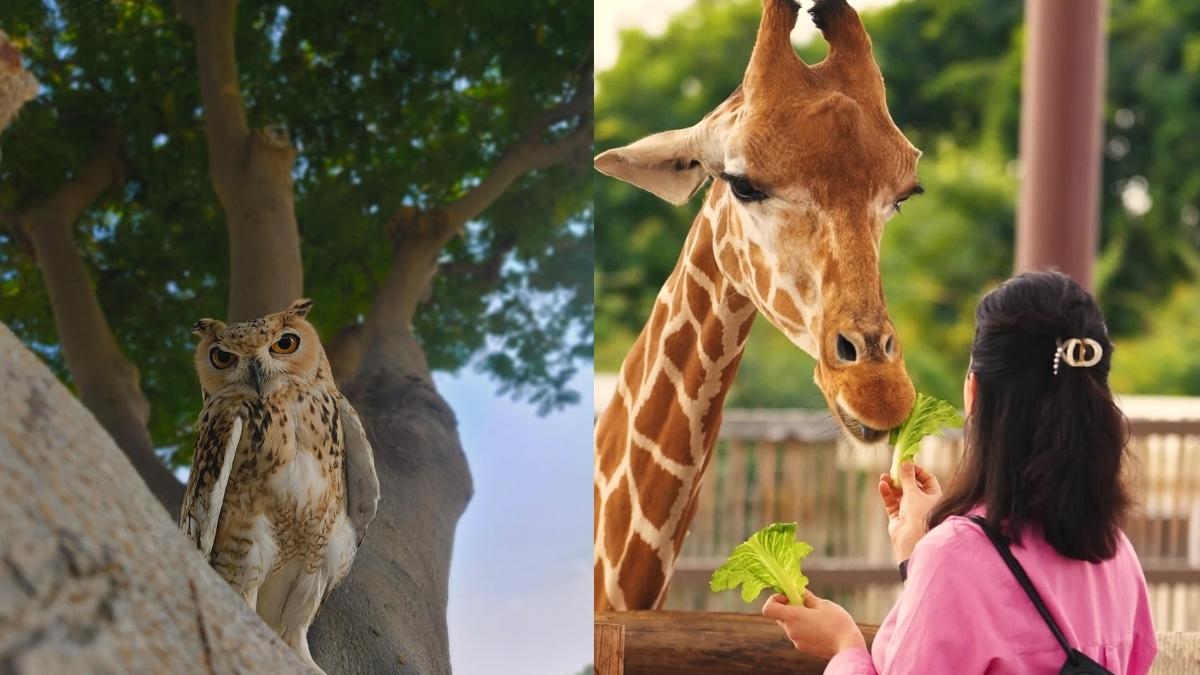 Dubai Safari Park Unveils Its Closing Date For Season 6; Multiple Events Planned Before Closure