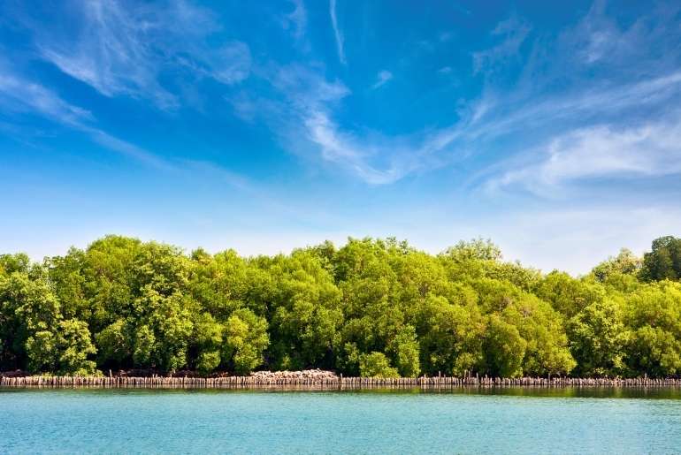 mangrove parks Navi Mumbai 