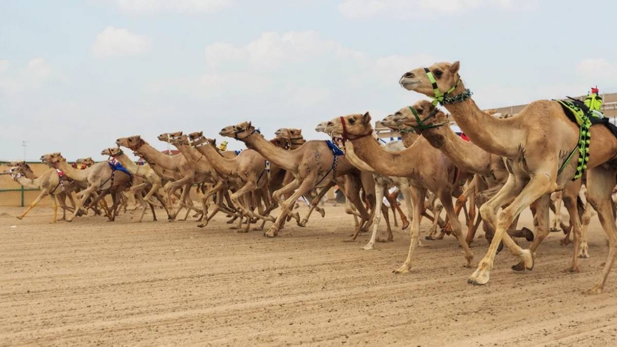 In A First, UAE Launches Al Ain Camel Racing Festival With 605 Races, Cash Prizes & More
