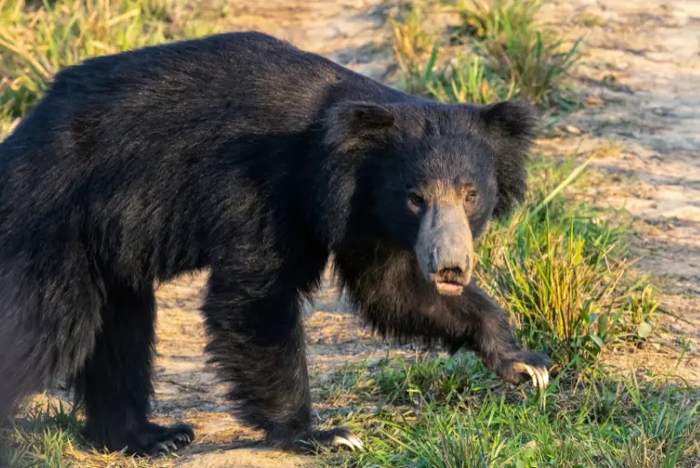Bor Wildlife Sanctuary