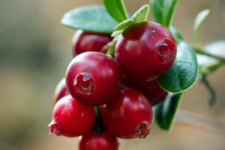 expensive fruits