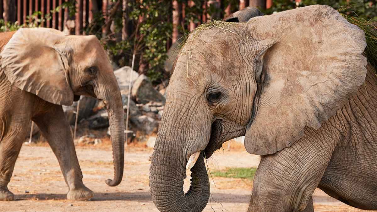 Dubai Safari Park Has Officially Closed Its Gates For The Summer; Here’s All About It!