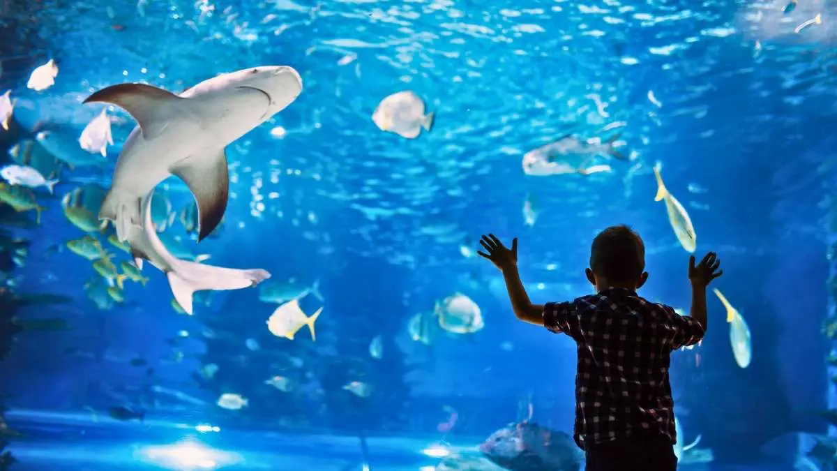 Planning A Trip To Port Blair? Don’t Forget To Add The Fisheries Museum To Your Itinerary! 