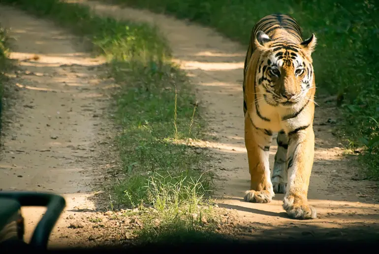 Wildlife Sanctuaries Around Nagpur