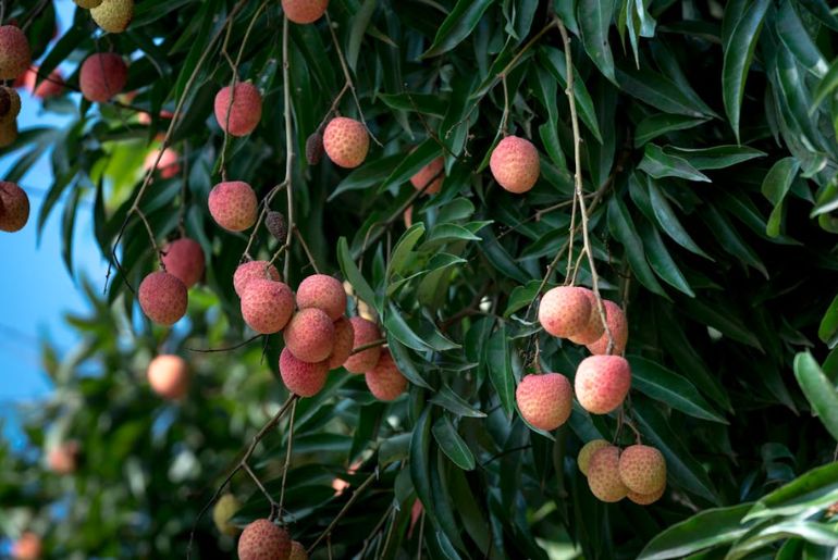 Indian States And Their Fruit Capitals