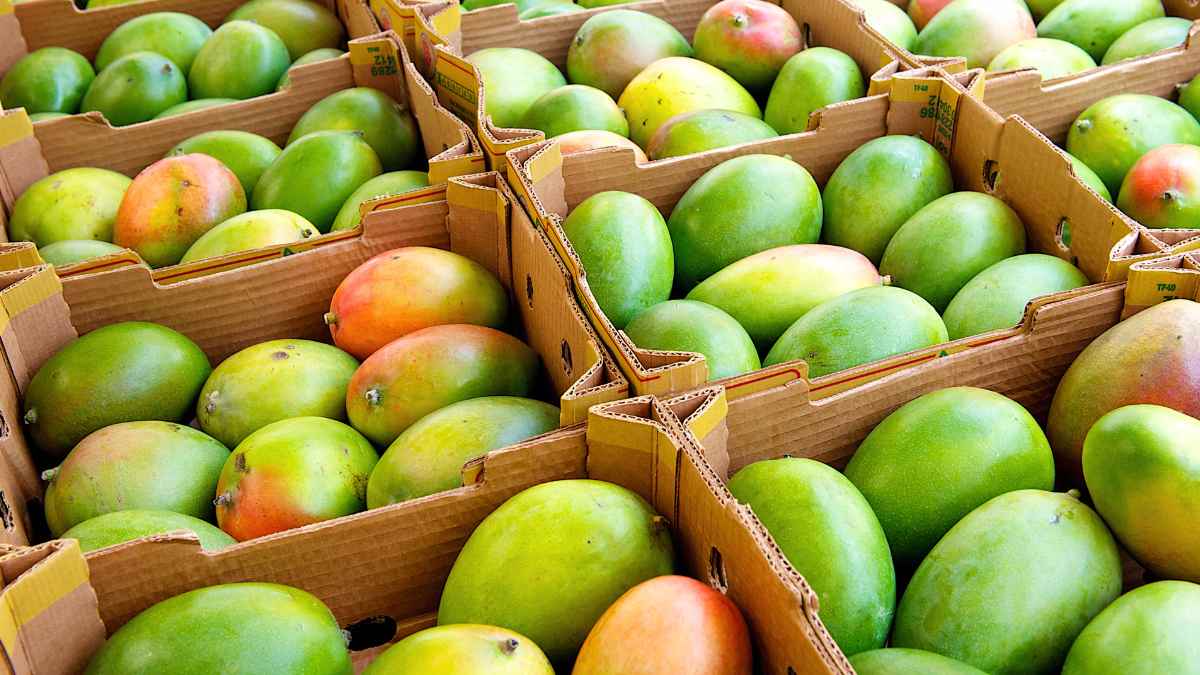 41 Countries Import Indian Mangoes But This One Country Surpasses The Rest