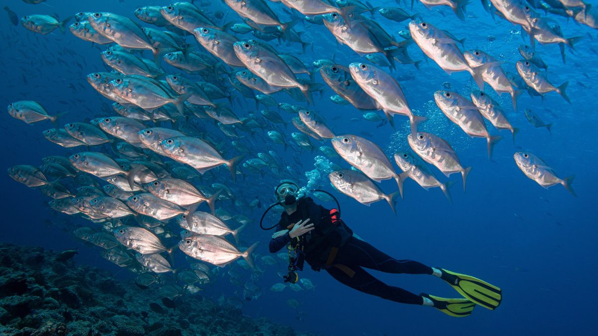From Diving To Stargazing, 8 Incredible Things To Do In Palau, Now Visa-Free For Indians