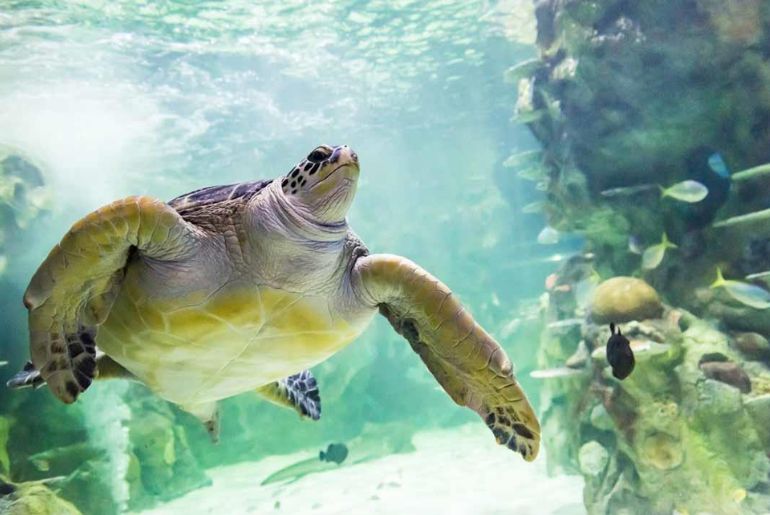oldest aquarium in the world