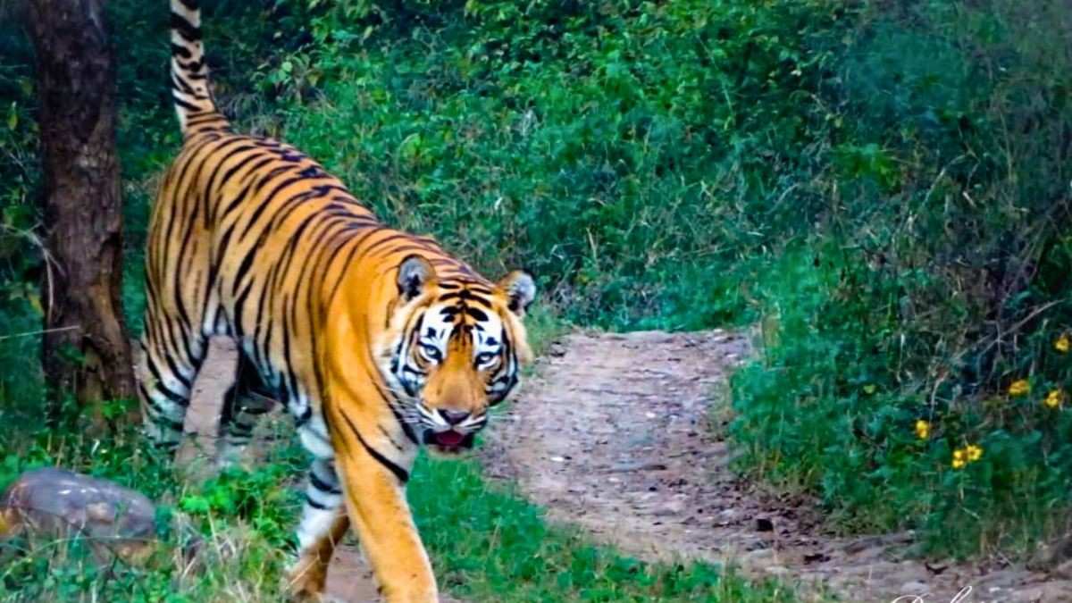“A Risky Trade-Off”, Experts Warn Against Redrawing Sariska Tiger Reserve Boundaries To Re-Open Mining Sites