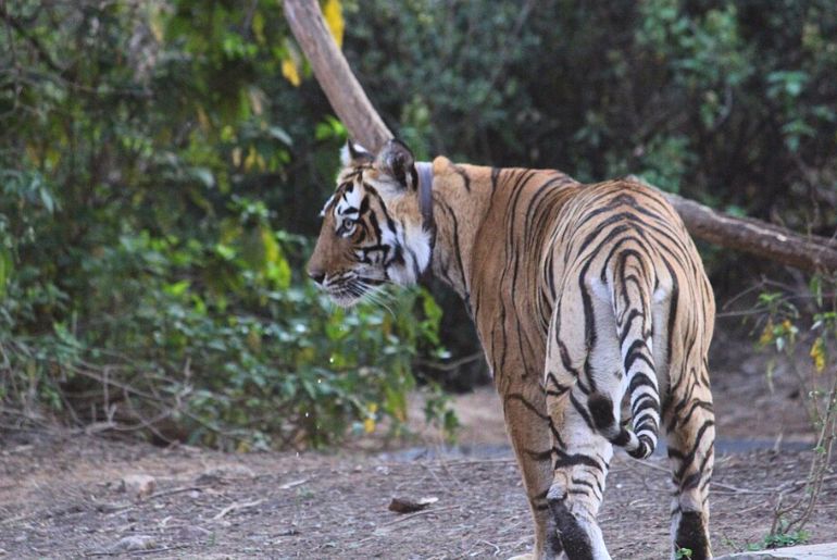 Sariska Tiger Reserve