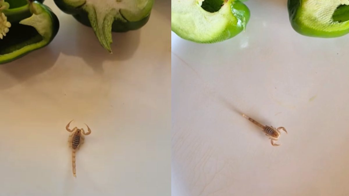 “This Is Very Poisonous And Dangerous”: Woman’s Viral Video Shows Scorpion Crawling Out Of Capsicum