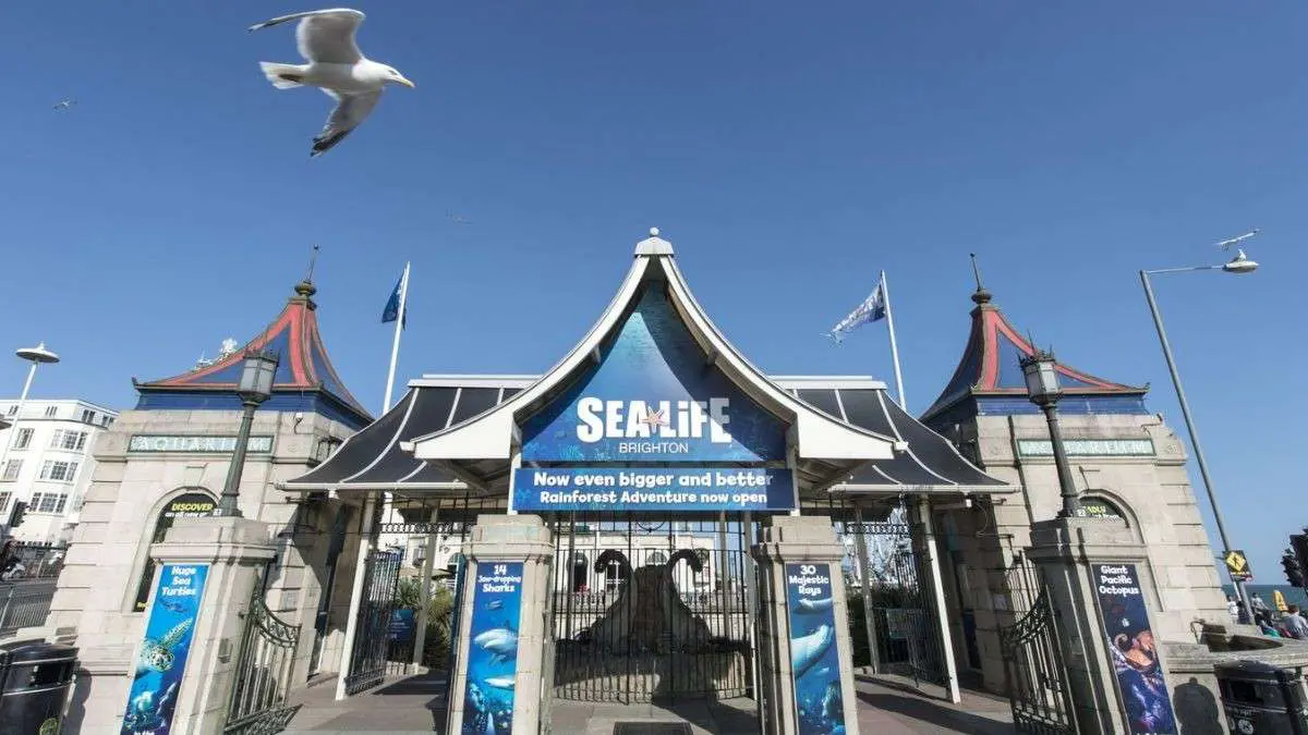 Why SEA LIFE Brighton Is More Than Just The Oldest Aquarium In The World