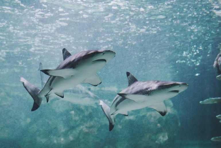oldest aquarium in the world