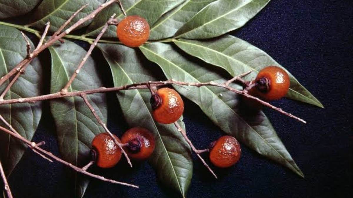 Did You Know A Himalayan Berry Can Replace Your Shampoo, Soap, And Detergent?