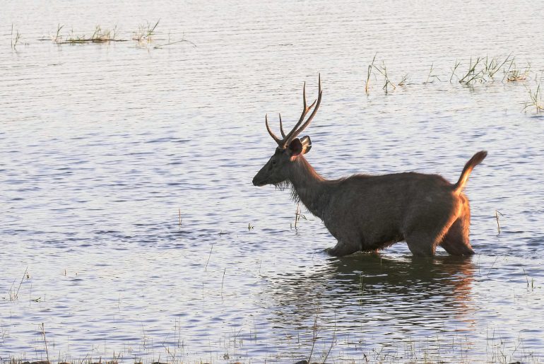 Tadoba Andhari Tiger Reserve