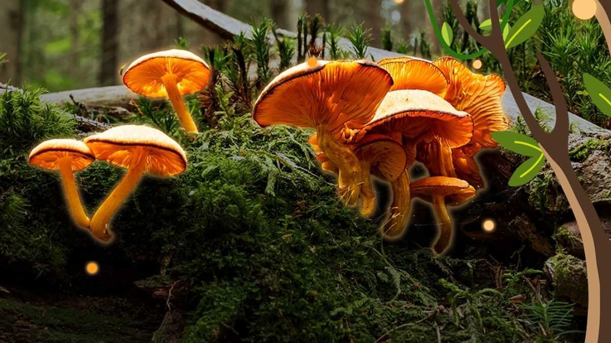 Dubai: Terra Is Now Home To The World’s First Fungi Survival Centre; Know More At The Upcoming Fest!