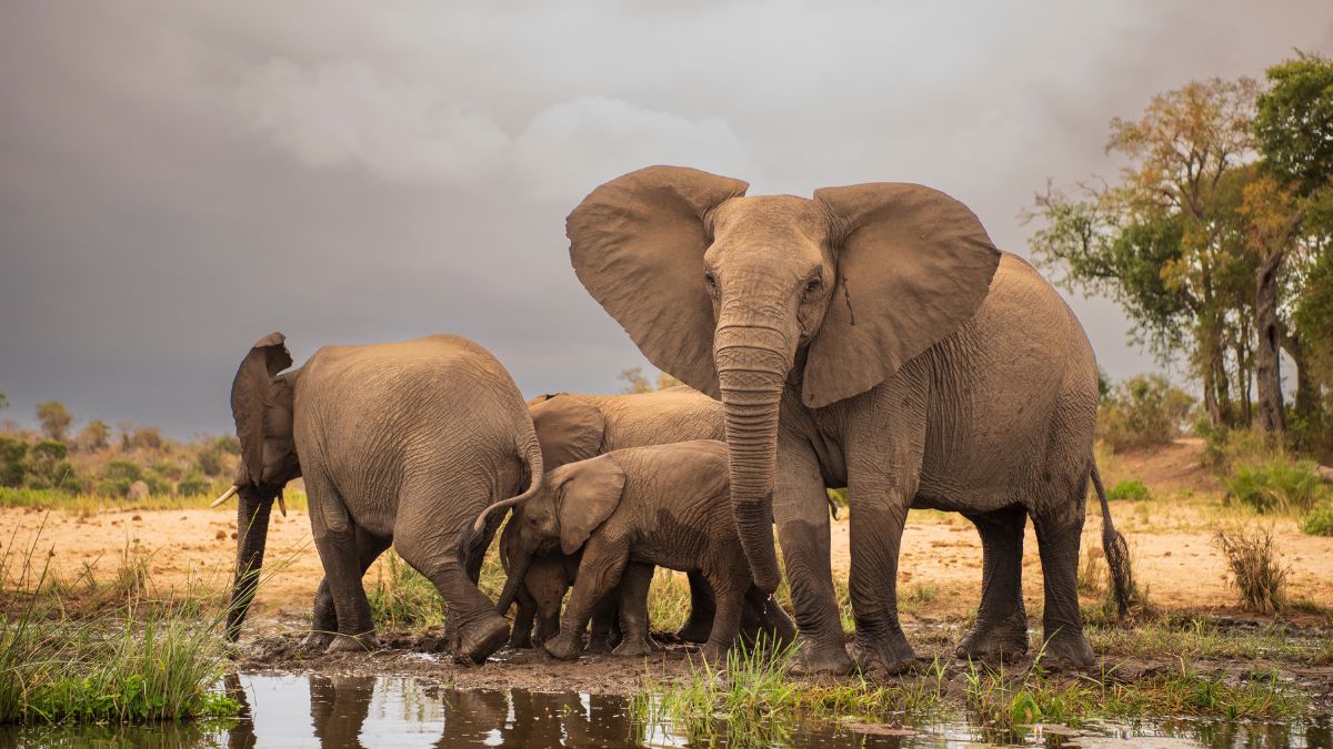 TW: Zimbabwe Plans Elephant Culling, Blamed On Overpopulation; Netizens Urge, ‘Stop This Cruelty Now’