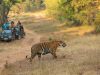 8 Wildlife Sanctuaries Around Nagpur To Spot Bengal Tigers, Sloth Bears, And Migratory Birds