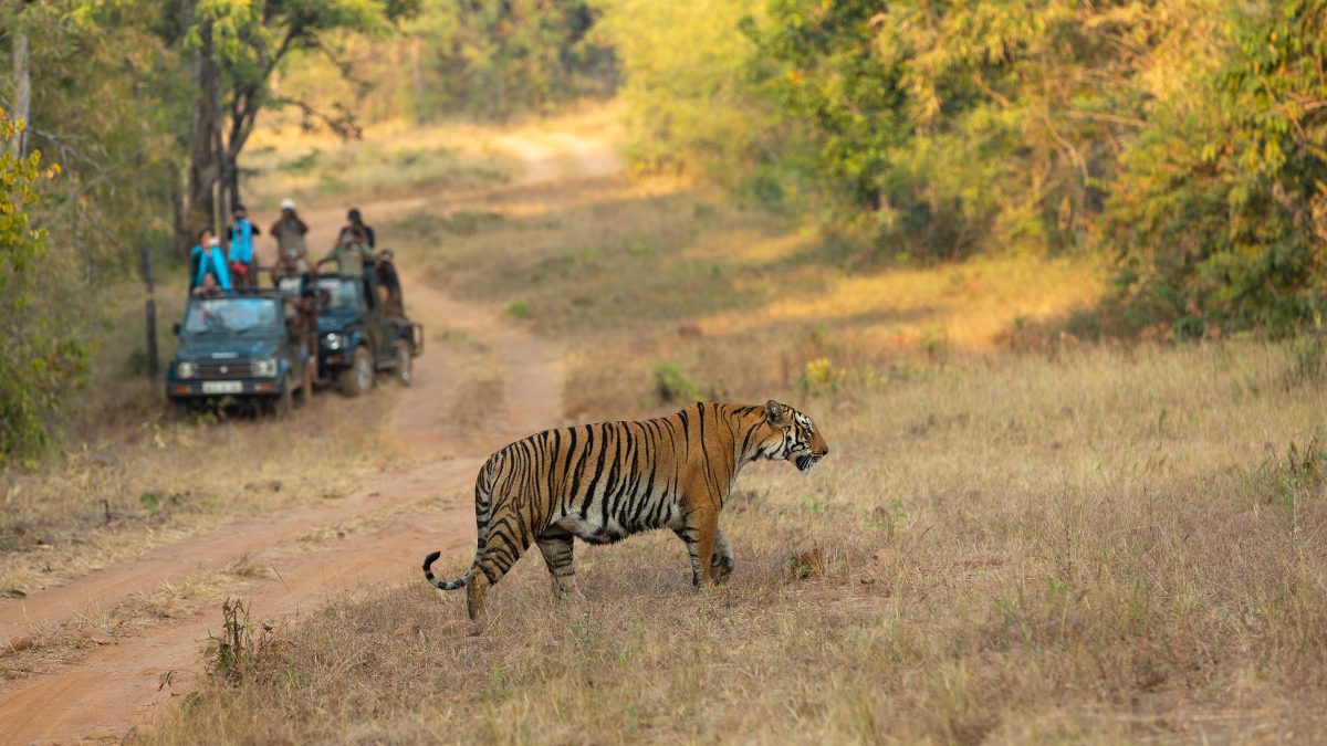 8 Wildlife Sanctuaries Around Nagpur To Spot Bengal Tigers, Sloth Bears, And Migratory Birds