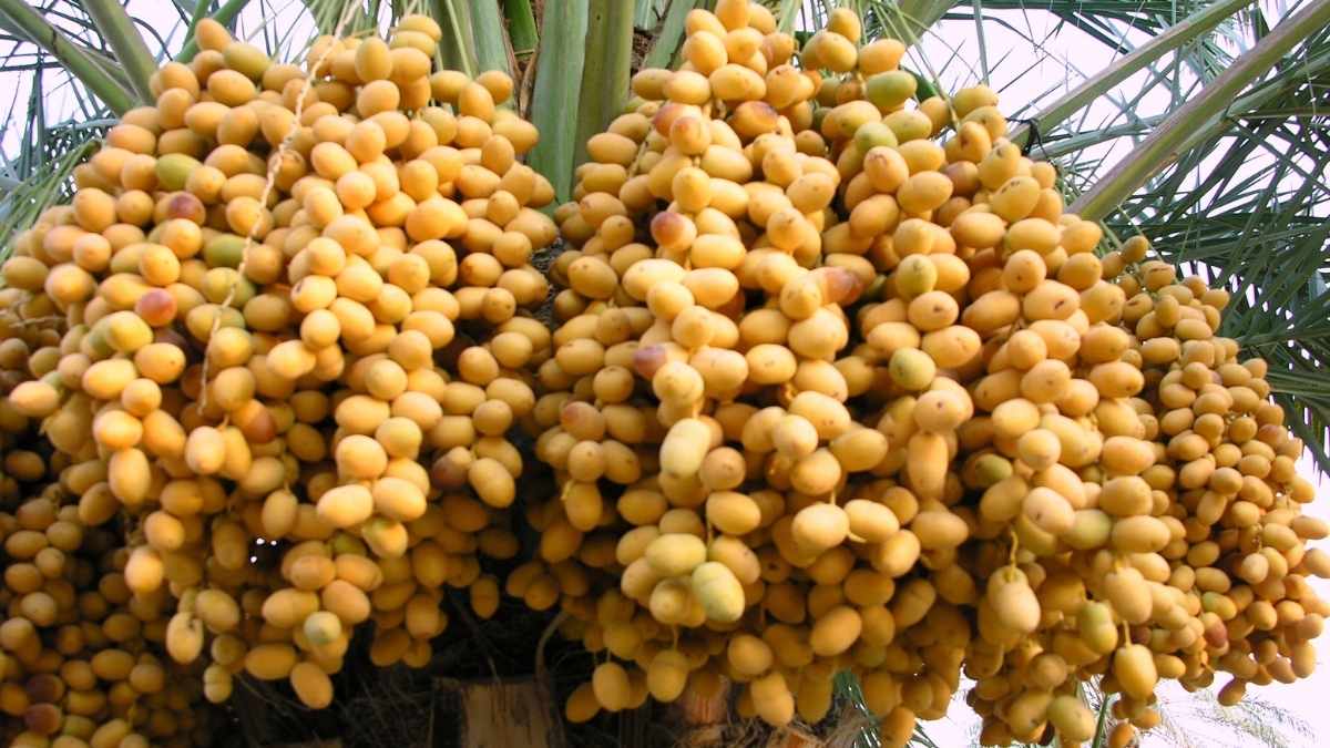 Liwa Date Festival Returns To Al Dhafra This July With Competitions, Mobile Cafes & More