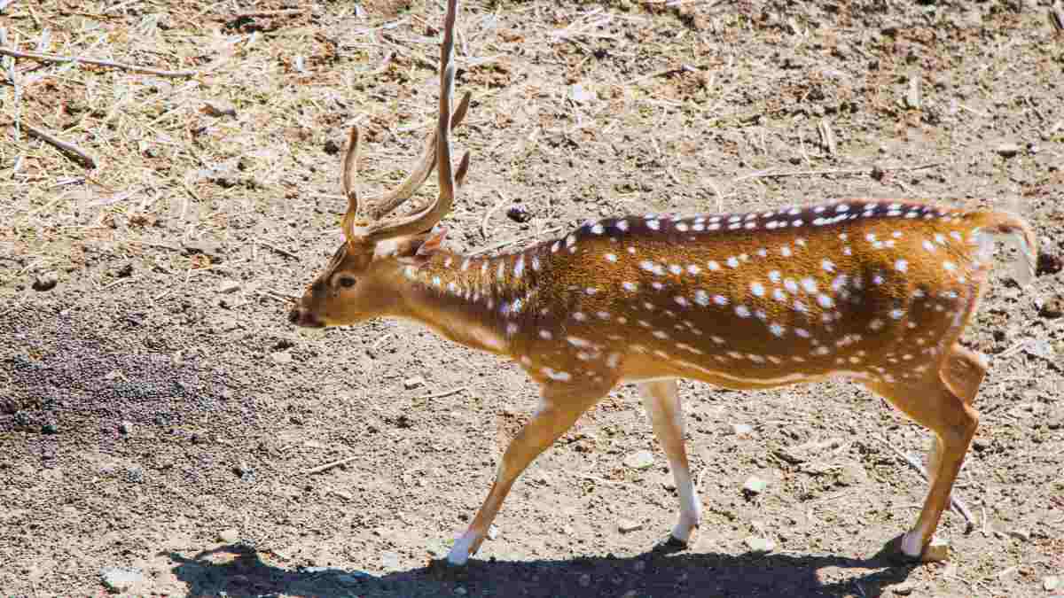 Delhi Zoo’s Deer Enclosure At Risk Of Being Flooded; Authorities Put Monsoon Action Plan Into Place