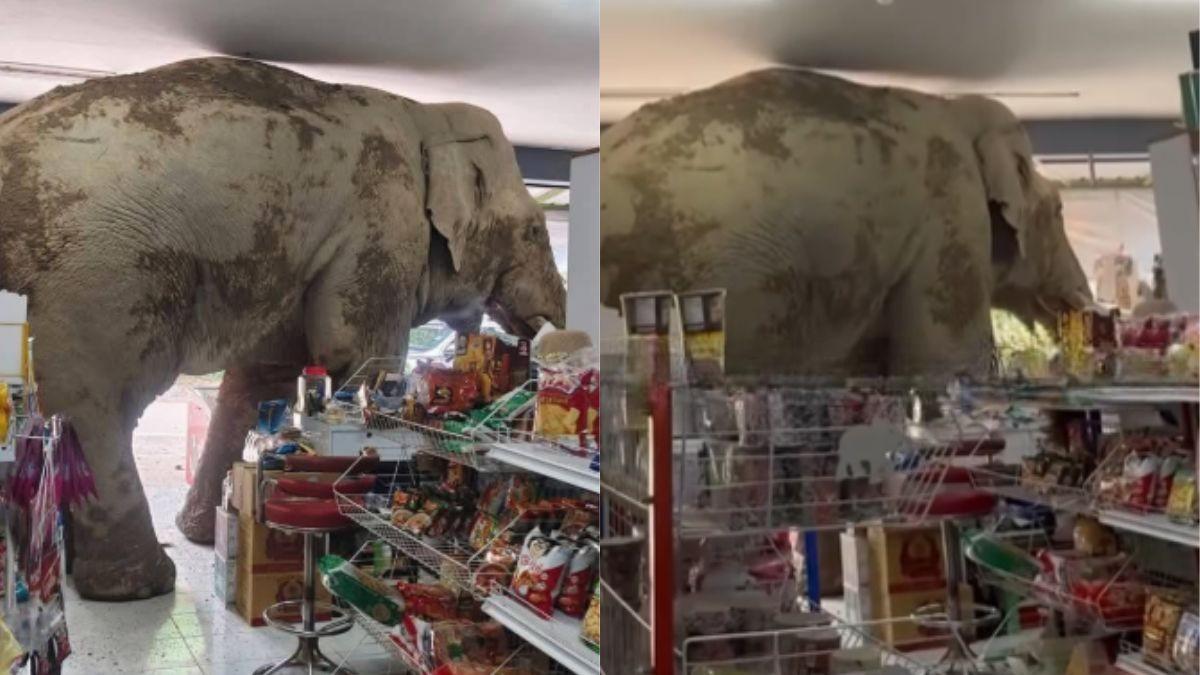 Elephant Breaks Into A Grocery Store In Thailand, Steals Sweet Rice Crackers And Walks Out. Watch!