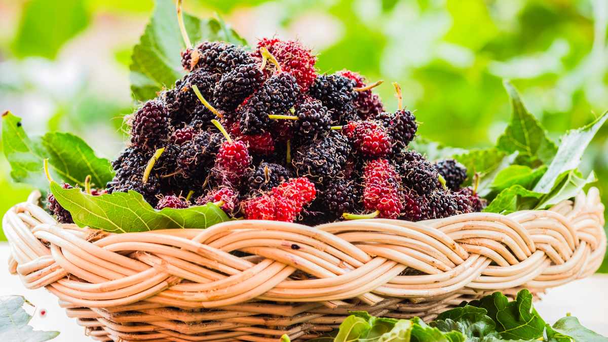 10 Most Expensive Fruits In India That Are Worth The Splurge
