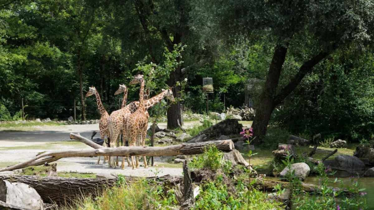 Noida To Open A ₹22-Crore Waste-To-Wonder Jungle Trail Park In July; All You Need To Know