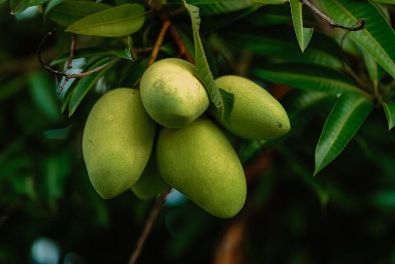 expensive mango varieties in India