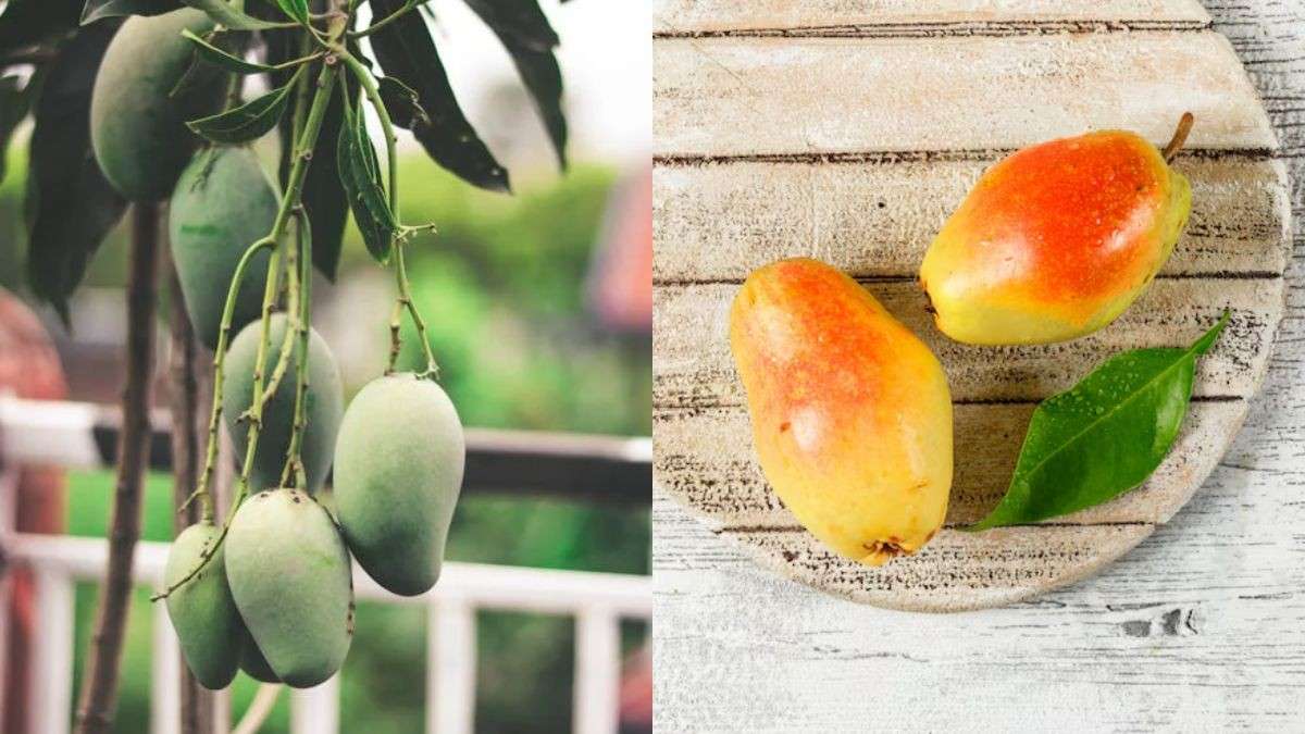 5 Most Expensive Mango Varieties In India And What Makes Them So Pricey