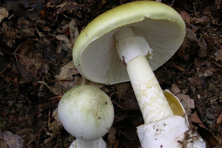 Death cap mushroom