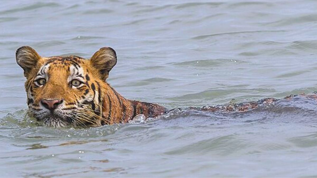 Attention Travellers! Sundarbans Has Imposed A Ban On Tourists From June 15 To Sept 15; Here’s Why