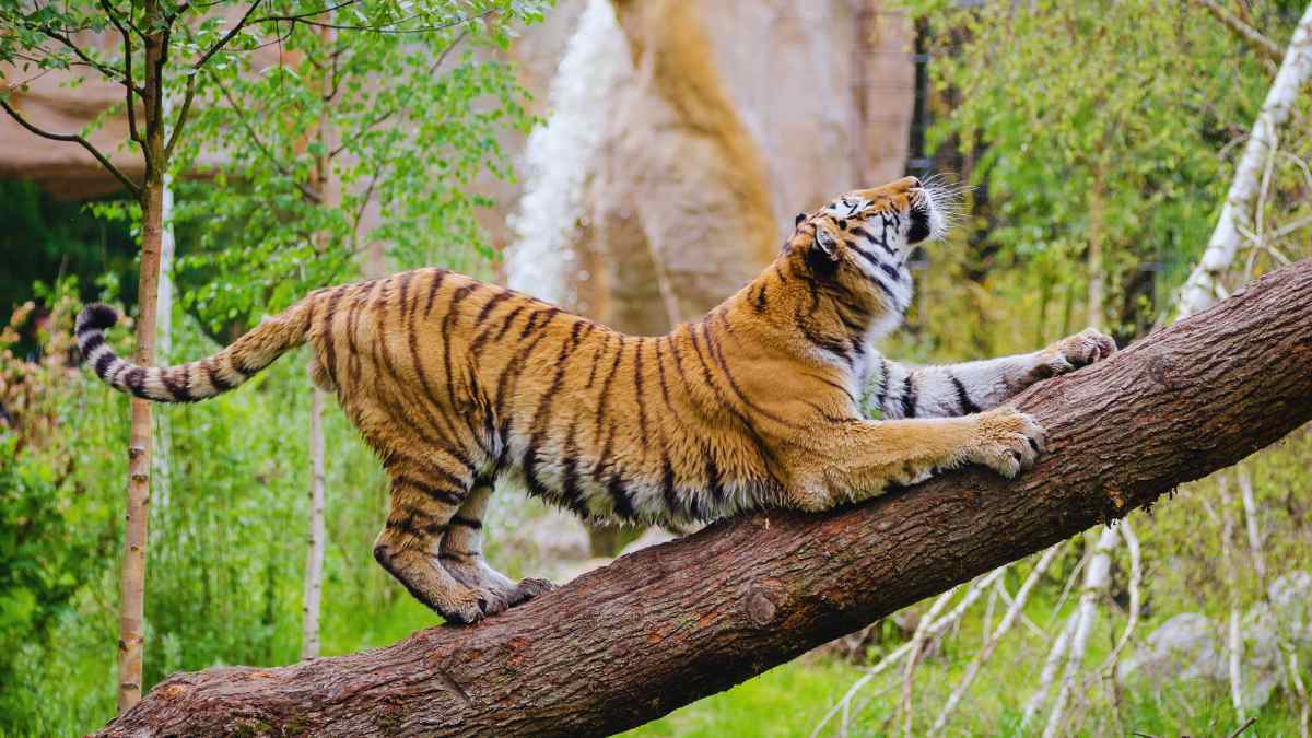 Jharkhand’s Palamu Tiger Reserve To Get A Bamboo Retreat With A Walkway & Serene Water Body