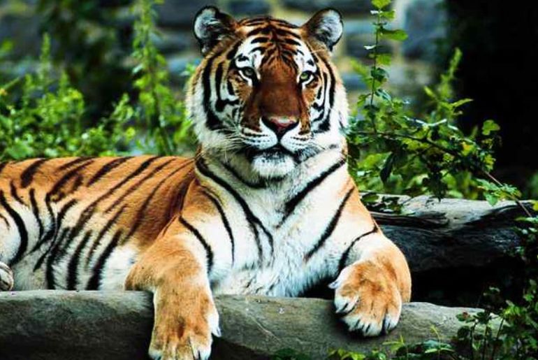 sundarbans bans tourist
