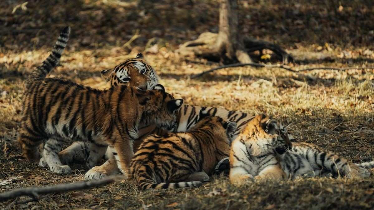 Sariska National Park Welcomes Four Tiger Cubs After Tigress Gives Birth To New Litter