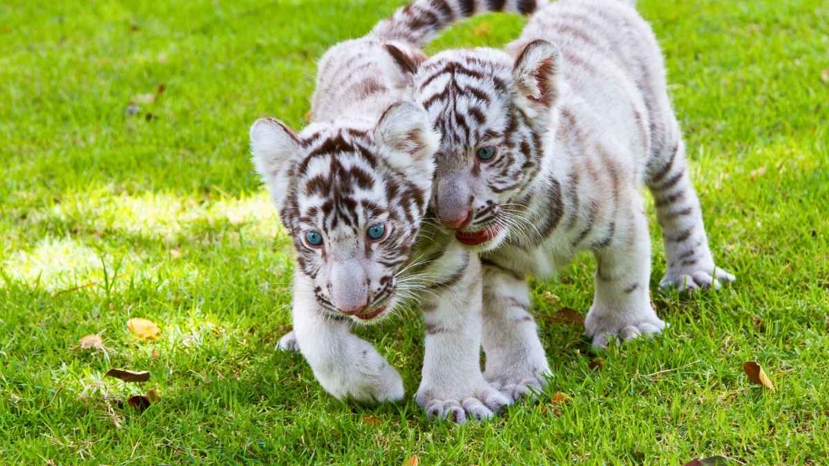 White Tigress Delivers Two Healthy Cubs At Nandankanan Zoological Park In Bhubaneswar