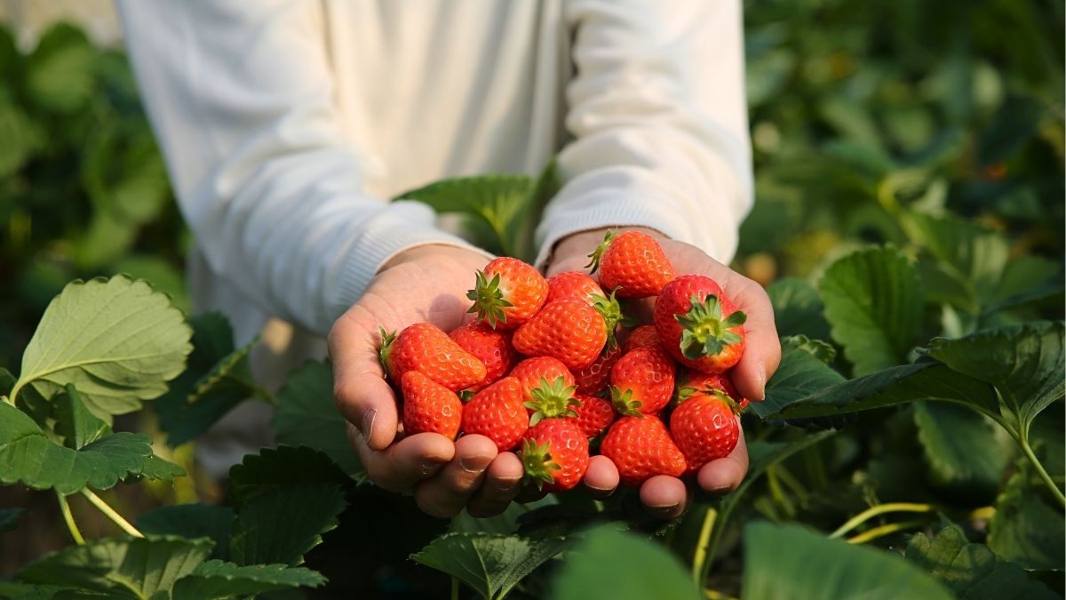 Saudi Arabia’s Al-Ammariyah Strawberry Farms Are Blossoming Into A New Eco-Tourism Escape!