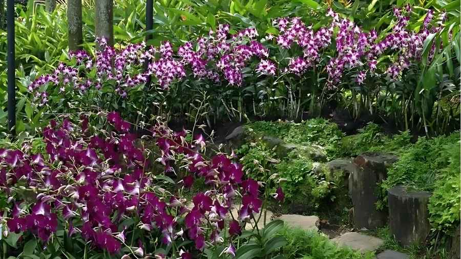 Arunachal Pradesh’s Blooming Revolution Is Official, All Set To Be India’s First Orchid Capital