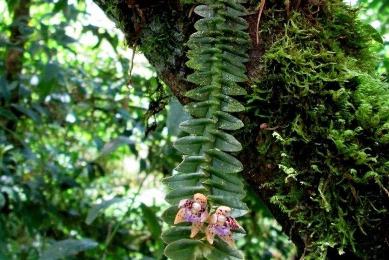 Arunachal Pradesh Orchid Capital