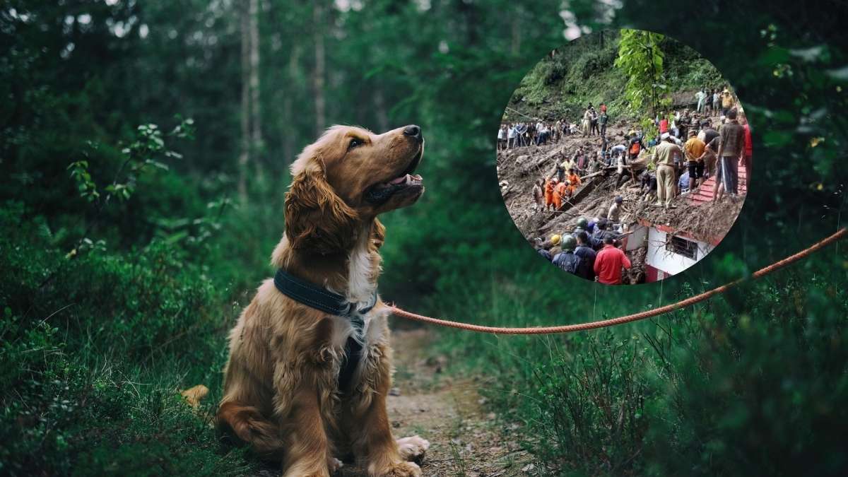 How Did A Dog’s Barking Save 67 Lives In The Himachal Landslide?