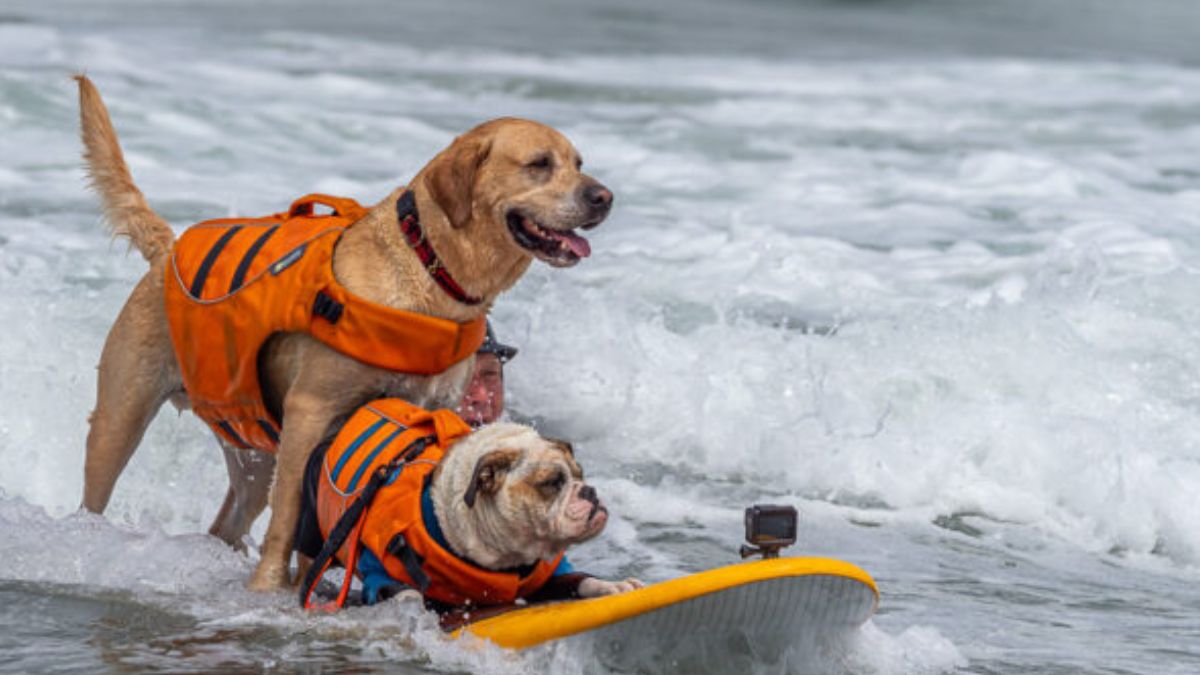 Did You Know There’s A Legit World Surfing Championship For Dogs? California Is Hosting It On Aug 2!