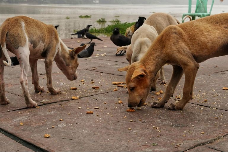 BBMP Stray dogs