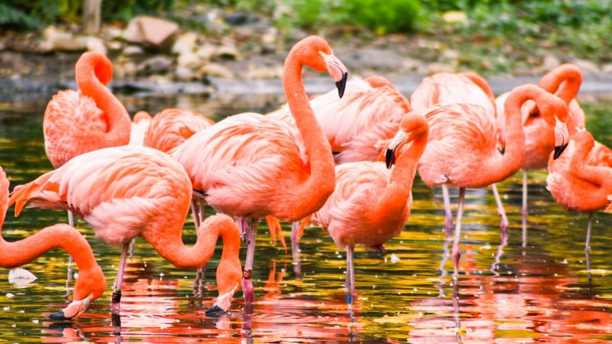 Greater Flamingos Choose Thoothukudi: How Monsoon Rains Made Tamil Nadu A Bird Magnet