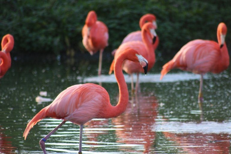 Flamingos Tamil Nadu