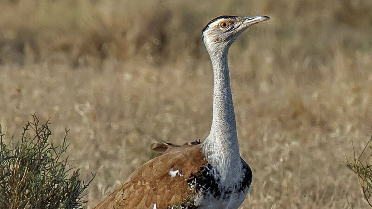 Rajasthan Launches New Strategy To Save Great Indian Bustard (GIB) From Extinction